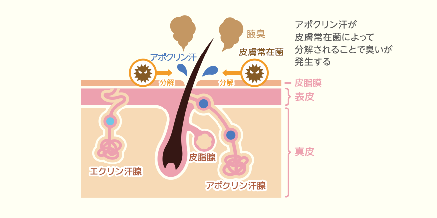 アポクリン汗腺のイラスト